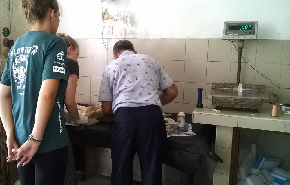 Volunteers learn more about Veterinary Medicine while observing a vet during their internship in Sri Lanka. Projects Abroad volunteers observe the work of a qualified vet during their Veterinary Medicine work experience in Sri Lanka.